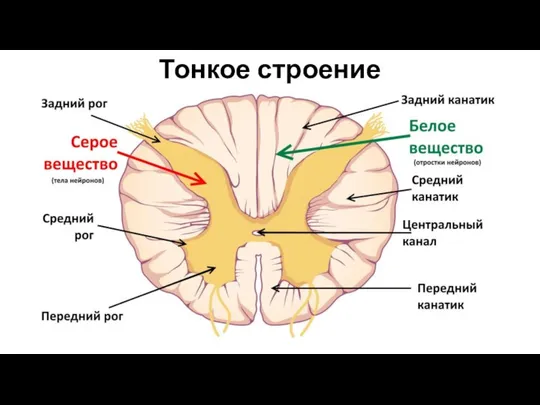 Тонкое строение