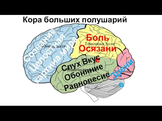 Кора больших полушарий Боль Осязание Слух Вкус Обоняние Равновесие Зрение Сознание Целостная картина мира