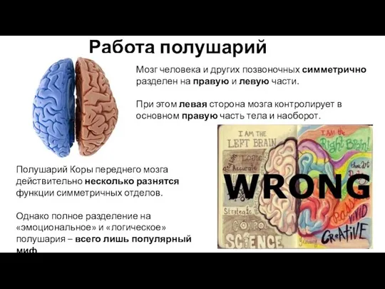 Работа полушарий Мозг человека и других позвоночных симметрично разделен на правую