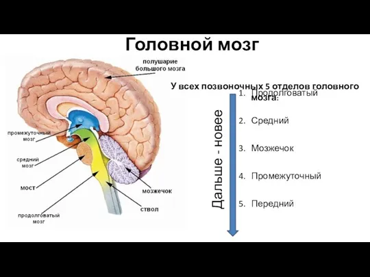 Головной мозг Продолговатый Средний Мозжечок Промежуточный Передний Дальше - новее У