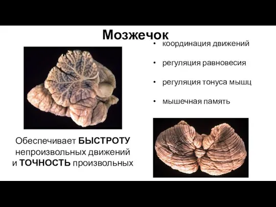 координация движений регуляция равновесия регуляция тонуса мышц мышечная память Обеспечивает БЫСТРОТУ