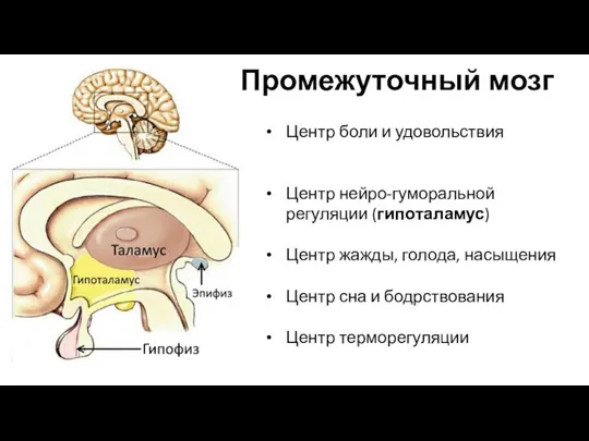 Промежуточный мозг Центр боли и удовольствия Центр нейро-гуморальной регуляции (гипоталамус) Центр