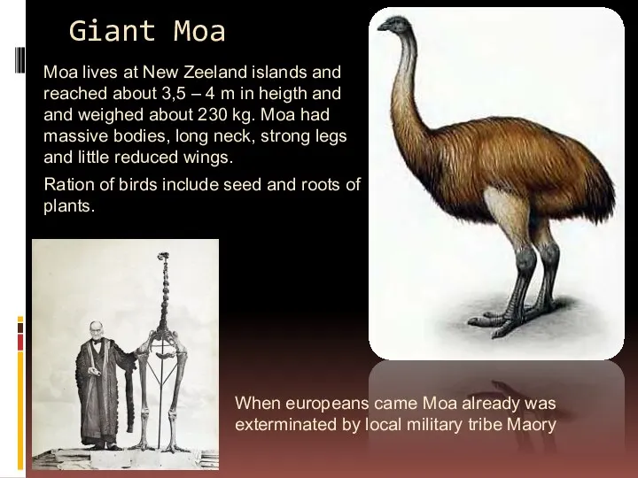 Giant Moa Moa lives at New Zeeland islands and reached about