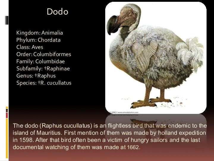 The dodo (Raphus cucullatus) is an flightless bird that was endemic