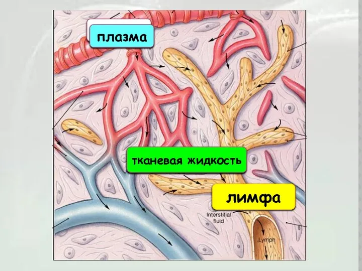 плазма тканевая жидкость лимфа плазма