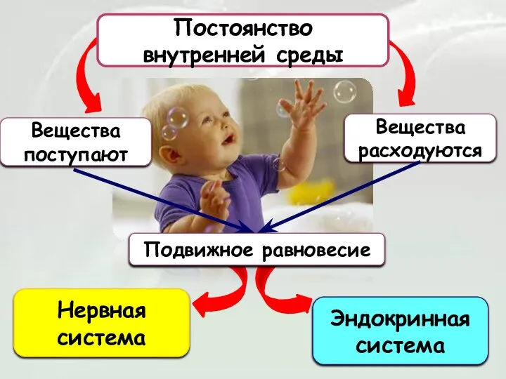 Постоянство внутренней среды Вещества поступают Вещества расходуются Подвижное равновесие Нервная система Эндокринная система