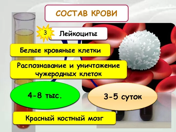 СОСТАВ КРОВИ Лейкоциты 3 Белые кровяные клетки Распознавание и уничтожение чужеродных