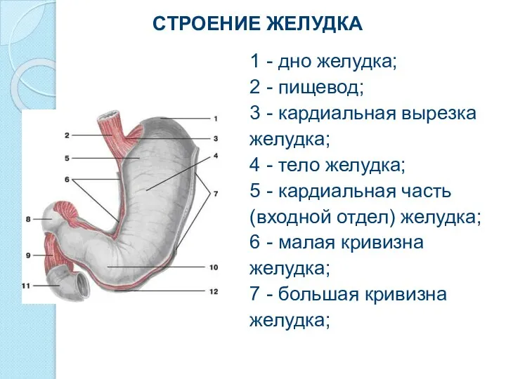 СТРОЕНИЕ ЖЕЛУДКА 1 - дно желудка; 2 - пищевод; 3 -