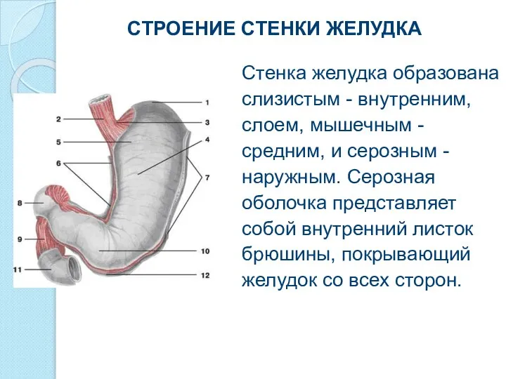 Стенка желудка образована слизистым - внутренним, слоем, мышечным - средним, и