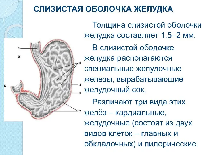 СЛИЗИСТАЯ ОБОЛОЧКА ЖЕЛУДКА Толщина слизистой оболочки желудка составляет 1,5–2 мм. В