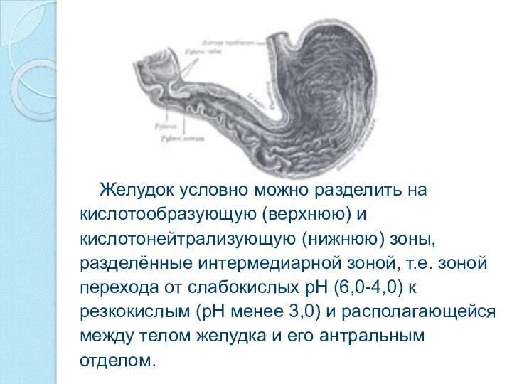 Желудок условно можно разделить на кислотообразующую (верхнюю) и кислотонейтрализующую (нижнюю) зоны,