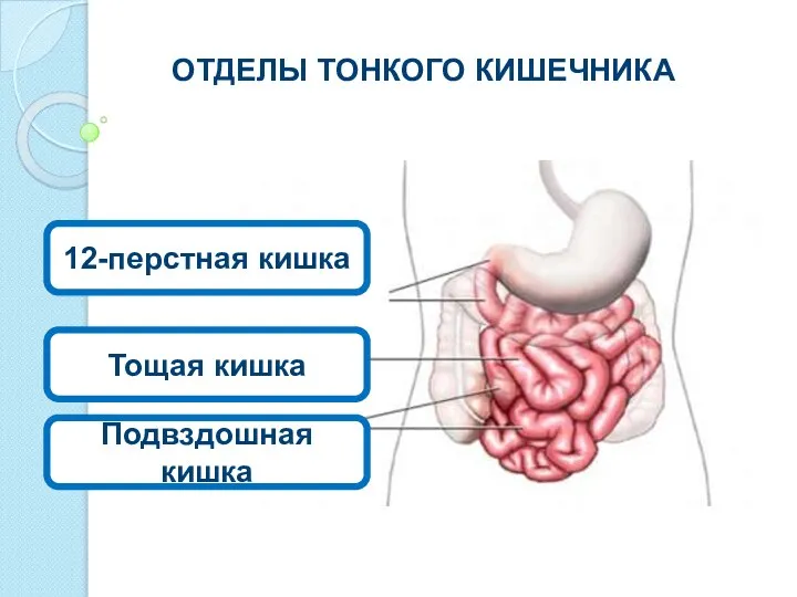 ОТДЕЛЫ ТОНКОГО КИШЕЧНИКА 12-перстная кишка Тощая кишка Подвздошная кишка