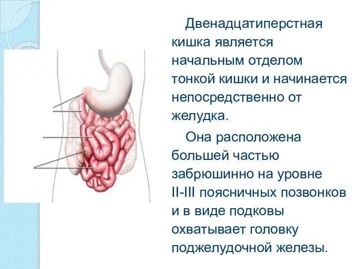 Двенадцатиперстная кишка является начальным отделом тонкой кишки и начинается непосредственно от