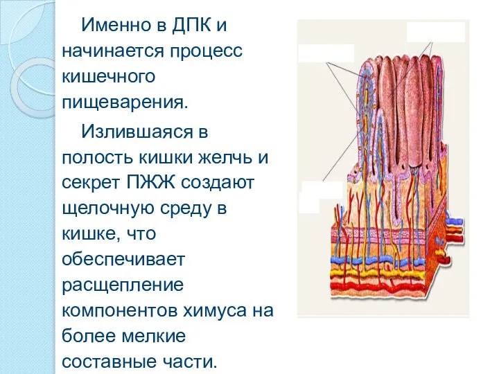 Именно в ДПК и начинается процесс кишечного пищеварения. Излившаяся в полость