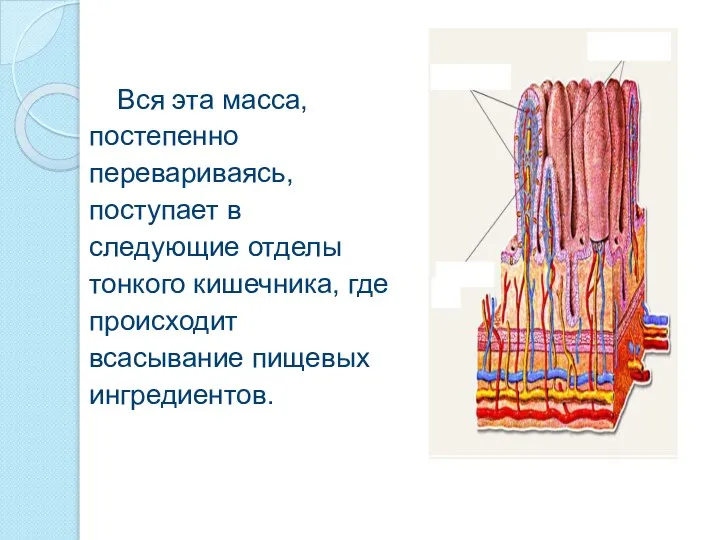 Вся эта масса, постепенно перевариваясь, поступает в следующие отделы тонкого кишечника, где происходит всасывание пищевых ингредиентов.