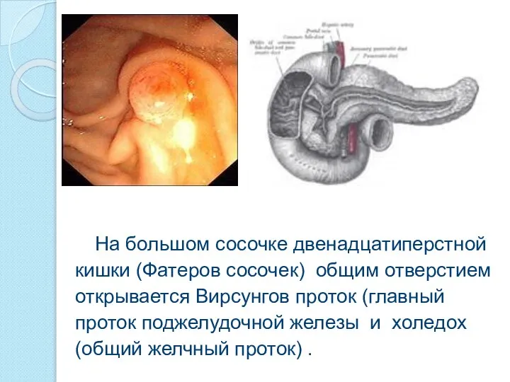 На большом сосочке двенадцатиперстной кишки (Фатеров сосочек) общим отверстием открывается Вирсунгов