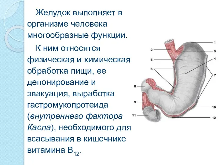 Желудок выполняет в организме человека многообразные функции. К ним относятся физическая