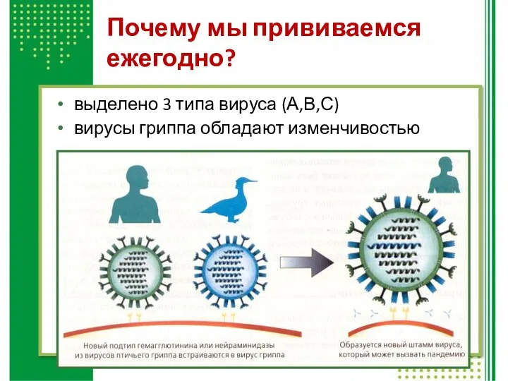 Почему мы прививаемся ежегодно? выделено 3 типа вируса (А,В,С) вирусы гриппа обладают изменчивостью