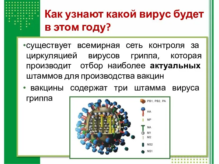 Как узнают какой вирус будет в этом году? существует всемирная сеть