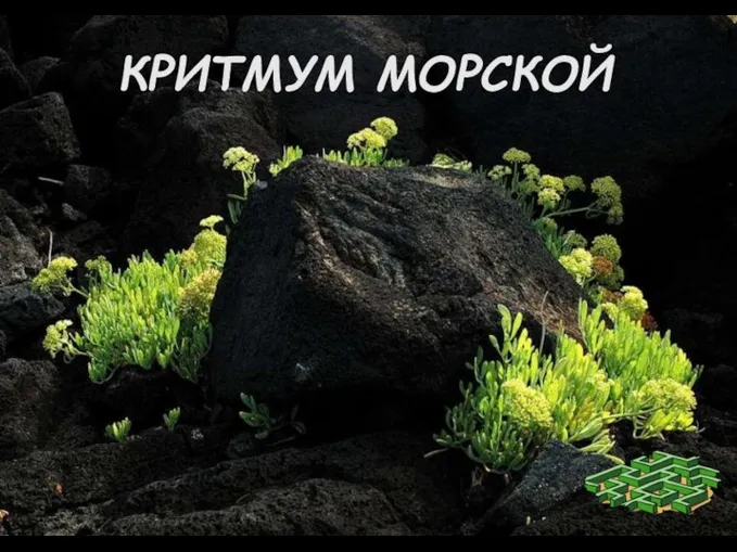 КРИТМУМ МОРСКОЙ