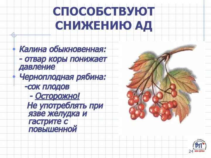 СПОСОБСТВУЮТ СНИЖЕНИЮ АД Калина обыкновенная: - отвар коры понижает давление Черноплодная