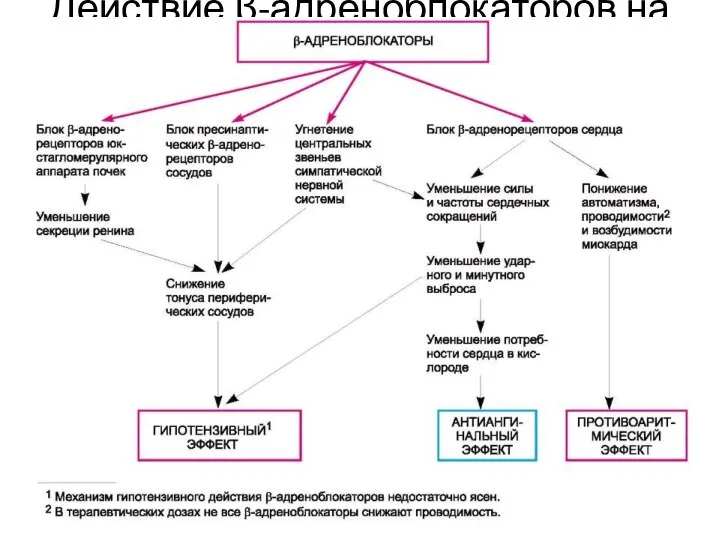 Действие β-адреноблокаторов на ССС