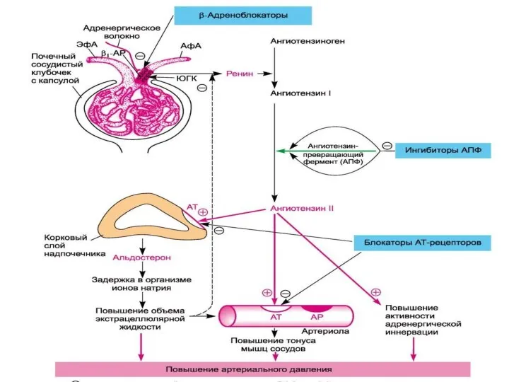 Значение ренин-ангиотензиновой системы в регуляции АД и локализации действия ряда гипотензивных средств
