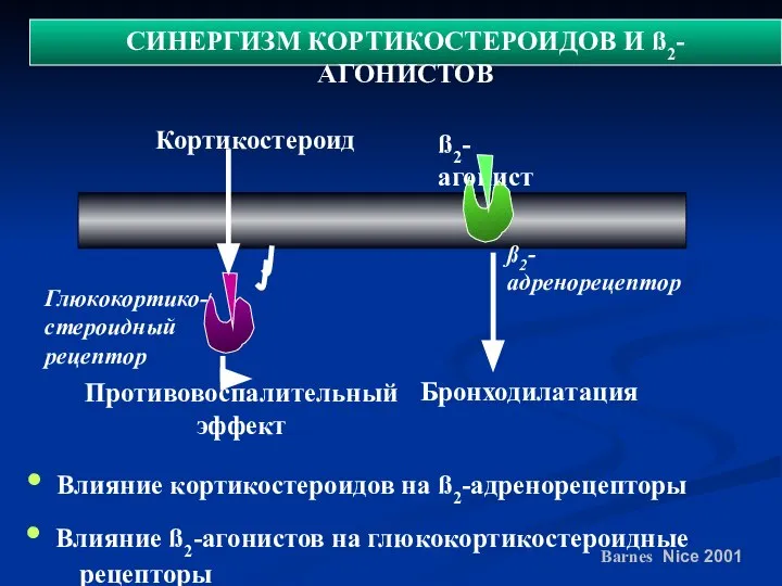 СИНЕРГИЗМ КОРТИКОСТЕРОИДОВ И ß2-АГОНИСТОВ Глюкокортико- стероидный рецептор ß2-адренорецептор Barnes Nice 2001