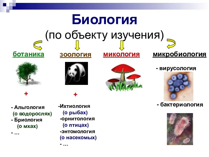 Биология (по объекту изучения) ботаника зоология микология микробиология - вирусология -