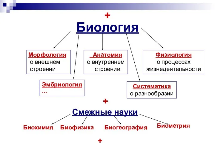 Биология Анатомия о внутреннем строении Морфология о внешнем строении Физиология о