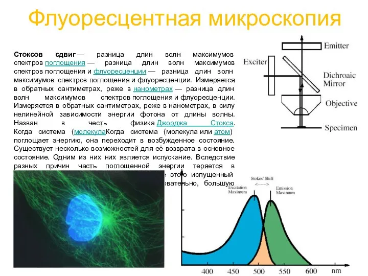 Флуоресцентная микроскопия Стоксов сдвиг — разница длин волн максимумов спектров поглощения