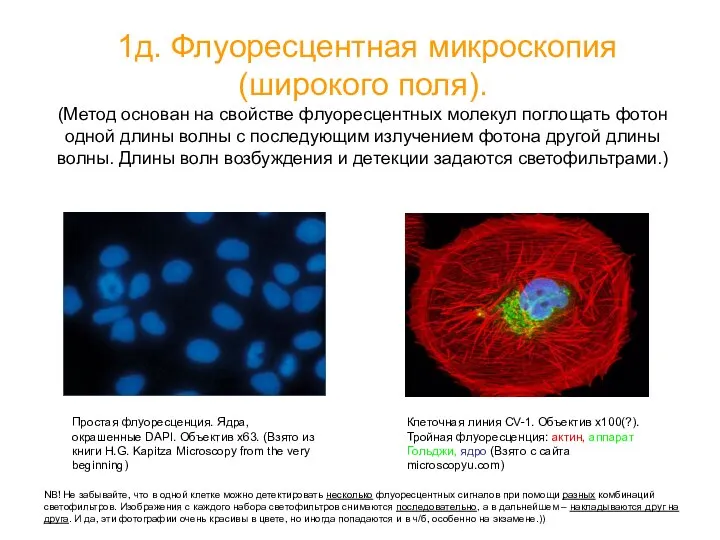 1д. Флуоресцентная микроскопия (широкого поля). (Метод основан на свойстве флуоресцентных молекул