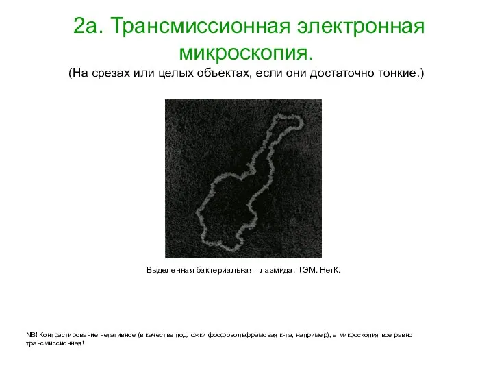 2а. Трансмиссионная электронная микроскопия. (На срезах или целых объектах, если они