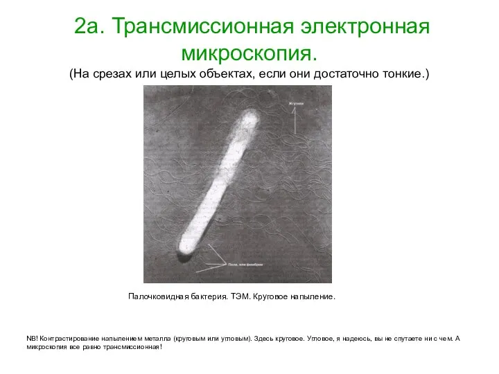 2а. Трансмиссионная электронная микроскопия. (На срезах или целых объектах, если они