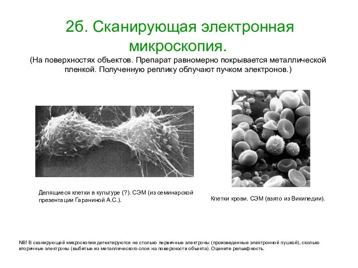 2б. Сканирующая электронная микроскопия. (На поверхностях объектов. Препарат равномерно покрывается металлической