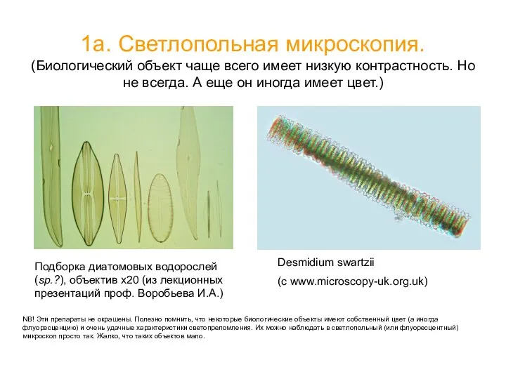 1а. Светлопольная микроскопия. (Биологический объект чаще всего имеет низкую контрастность. Но