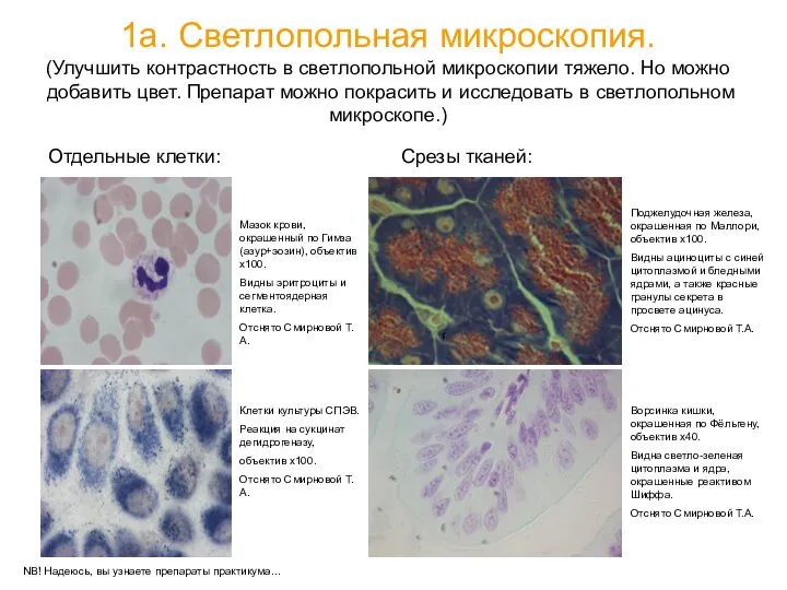 1а. Светлопольная микроскопия. (Улучшить контрастность в светлопольной микроскопии тяжело. Но можно