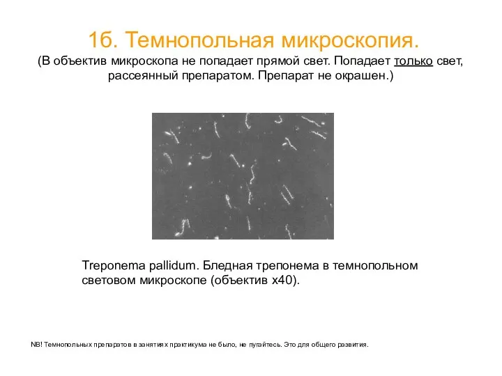 1б. Темнопольная микроскопия. (В объектив микроскопа не попадает прямой свет. Попадает