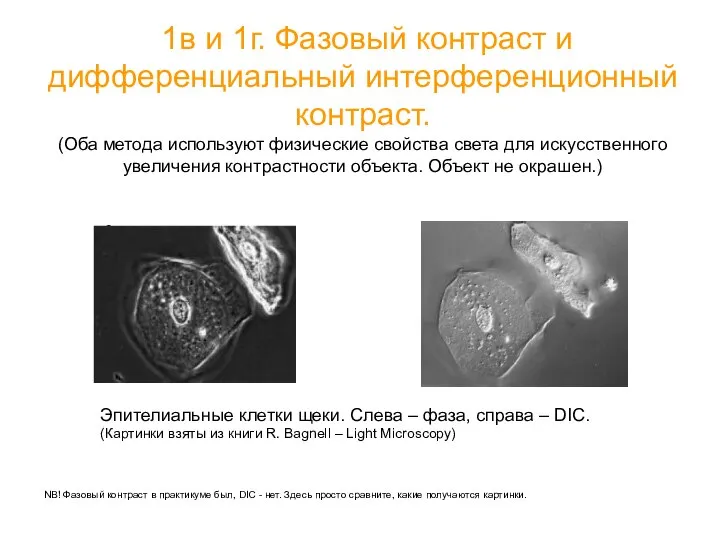 1в и 1г. Фазовый контраст и дифференциальный интерференционный контраст. (Оба метода