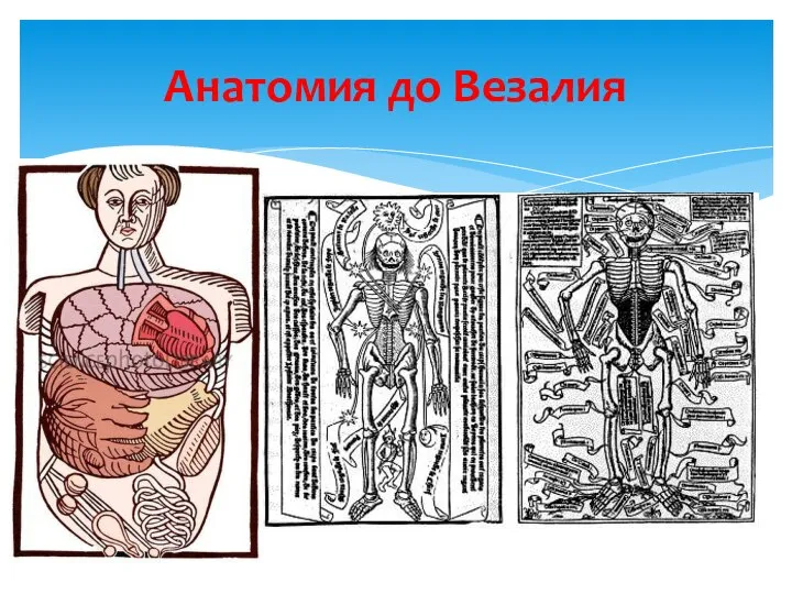 Анатомия до Везалия