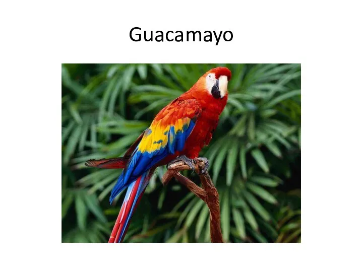 Guacamayo