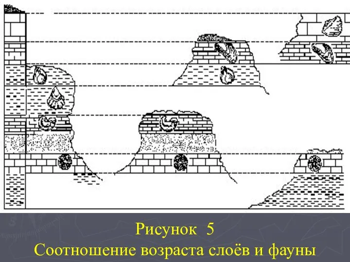 Рисунок 5 Соотношение возраста слоёв и фауны