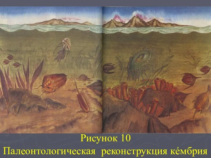 Рисунок 10 Палеонтологическая реконструкция кéмбрия