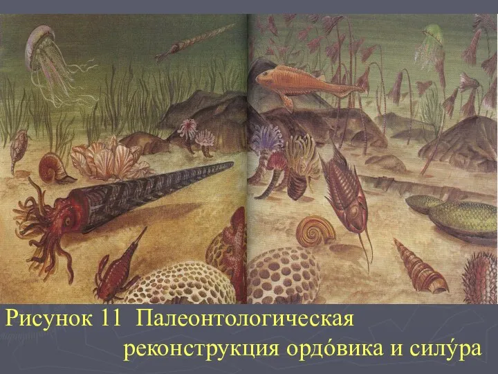 Рисунок 11 Палеонтологическая реконструкция ордóвика и силýра