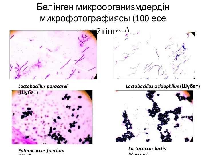 Бөлінген микроорганизмдердің микрофотографиясы (100 есе үлкейтілген) Lactobacillus paracasei (Шұбат) Enterococcus faecium