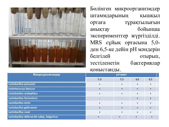 Бөлінген микроорганизмдер штаммдарының қышқыл ортаға тұрақтылығын анықтау бойынша эксперименттер жүргізділді. MRS