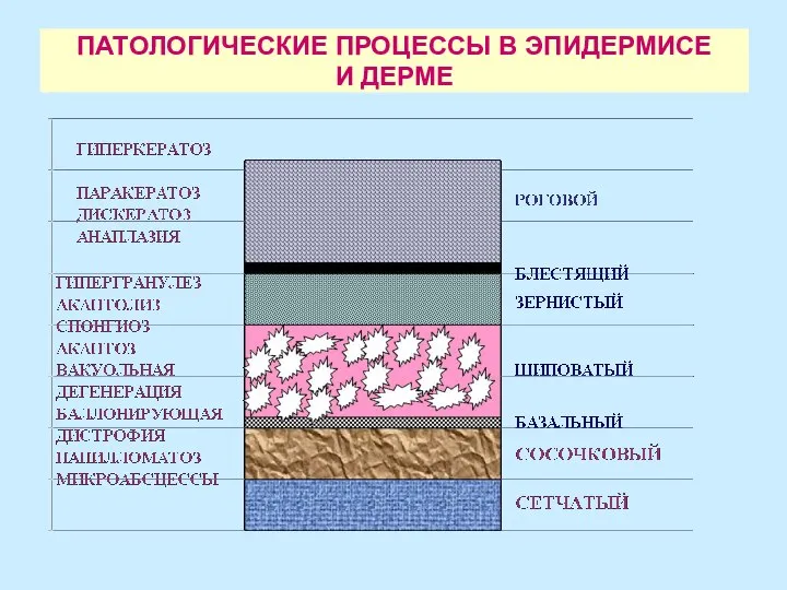 ПАТОЛОГИЧЕСКИЕ ПРОЦЕССЫ В ЭПИДЕРМИСЕ И ДЕРМЕ