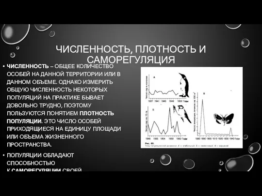 ЧИСЛЕННОСТЬ, ПЛОТНОСТЬ И САМОРЕГУЛЯЦИЯ ЧИСЛЕННОСТЬ – ОБЩЕЕ КОЛИЧЕСТВО ОСОБЕЙ НА ДАННОЙ