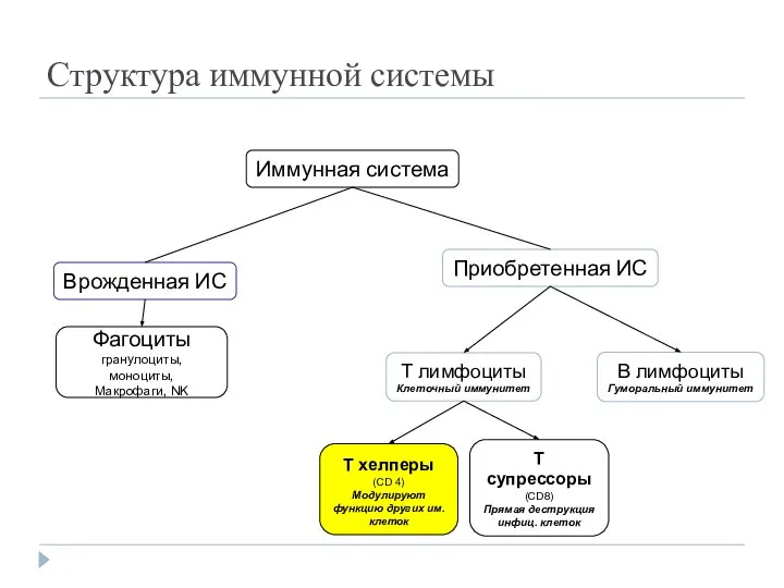 Врожденная ИС Приобретенная ИС Фагоциты гранулоциты, моноциты, Макрофаги, NK T супрессоры