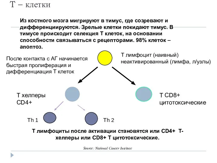 T – клетки T лимфоциты после активации становятся или CD4+ T-хелперы